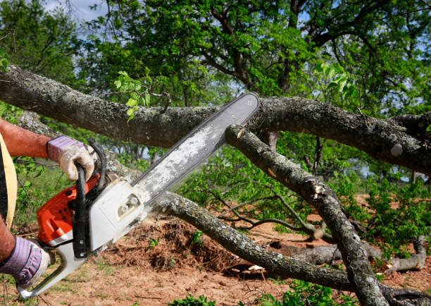 Best Lot and Land Clearing  in Henderson, GA